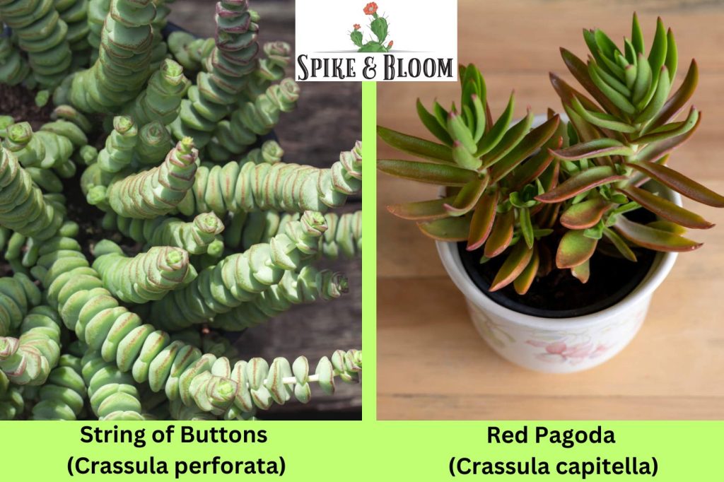 String of Buttons (Crassula perforata) and Red Pagoda (Crassula capitella)