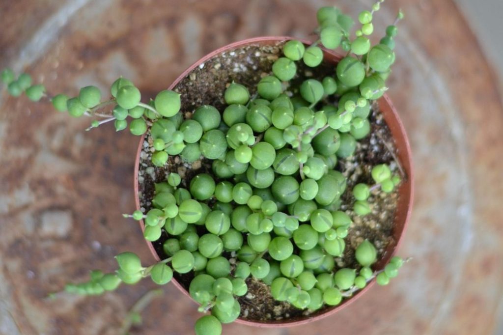 String of Pearls top view