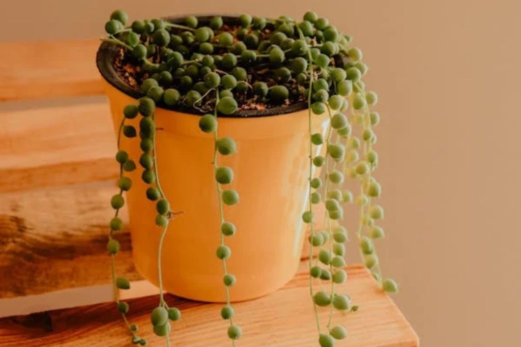 String of Pearls in Pot