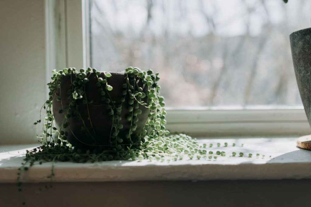 String of Pearls near the window