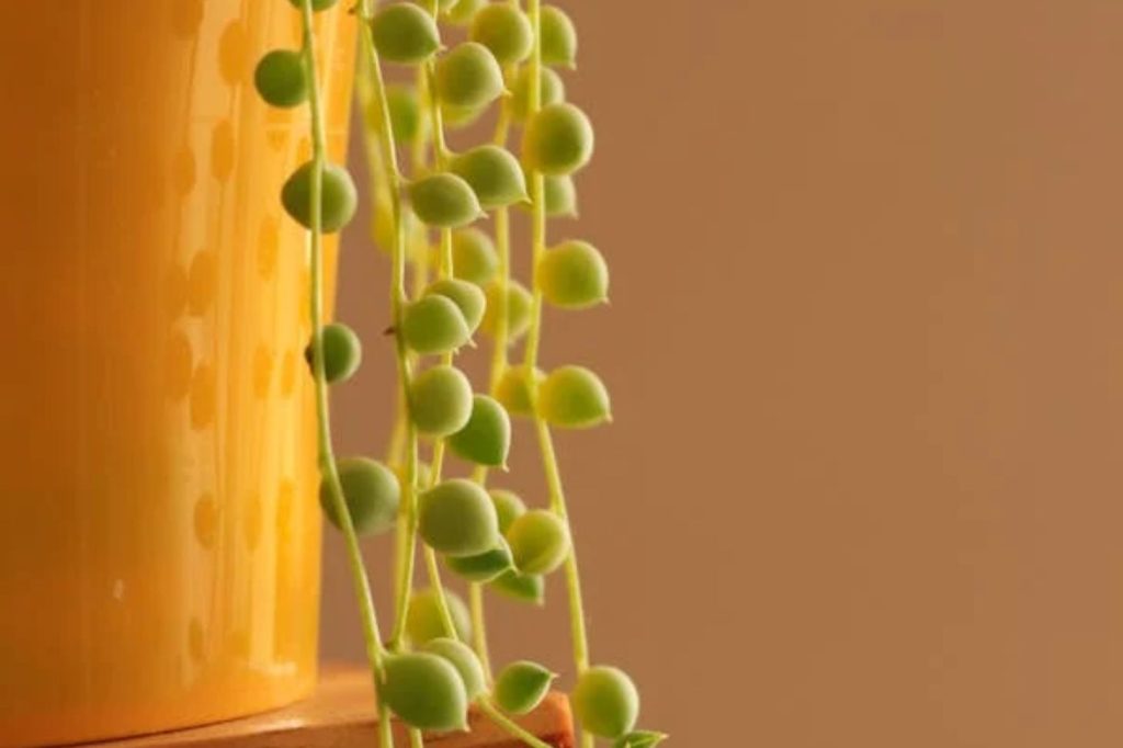 String of Pearls with light