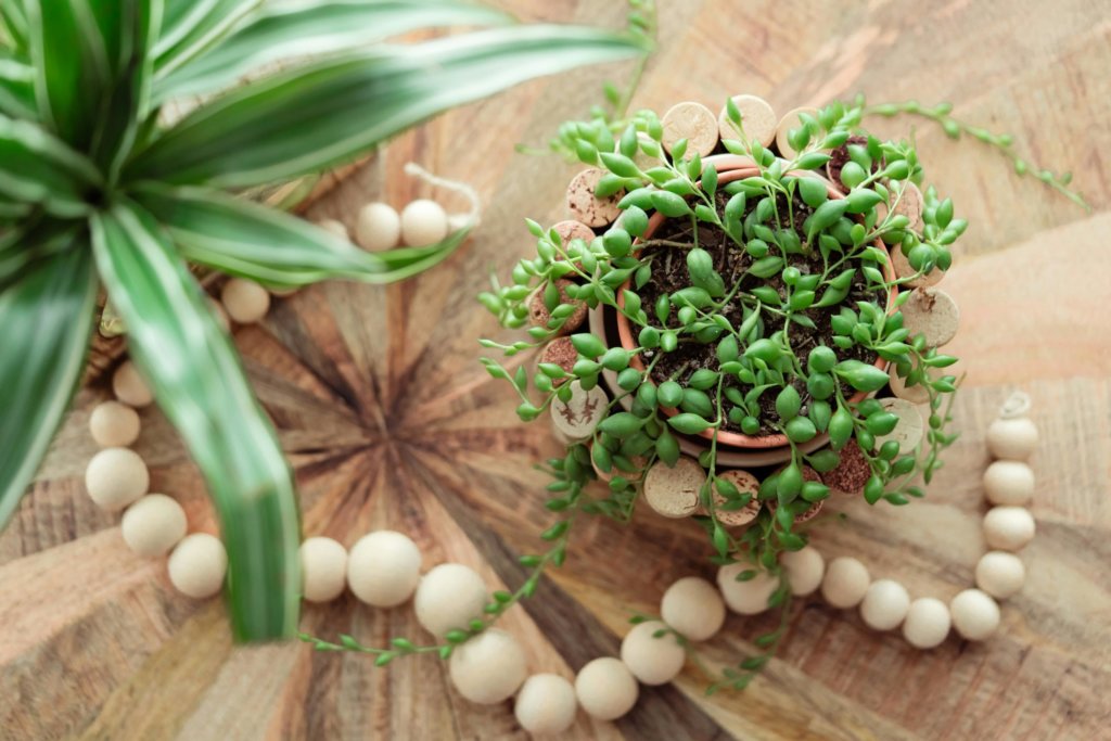 String of Tears (Senecio herreianus)