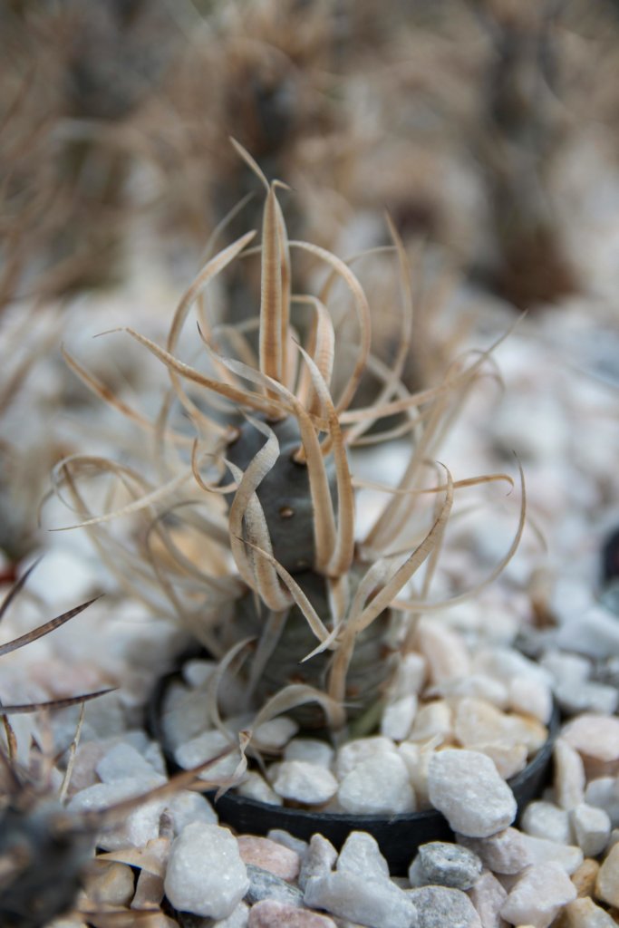 Tephrocactus articulatus (Paper Spine Cactus) with flattened spines
