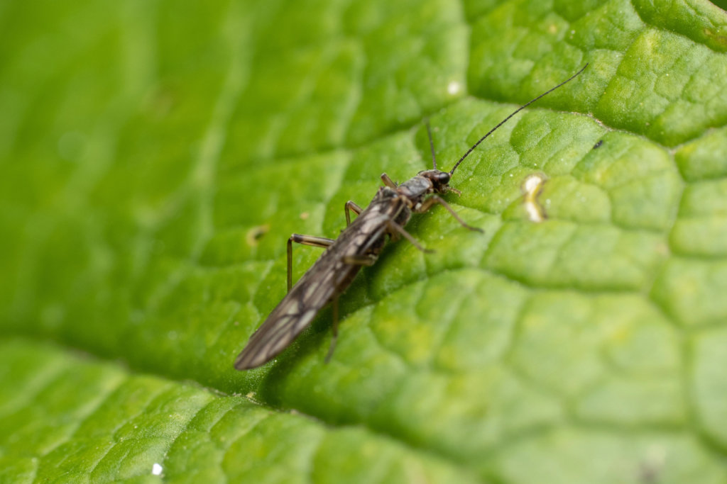 Thrip Insect on Leaf