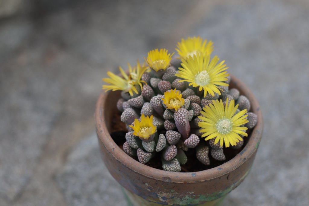 Titanopsis calcarea