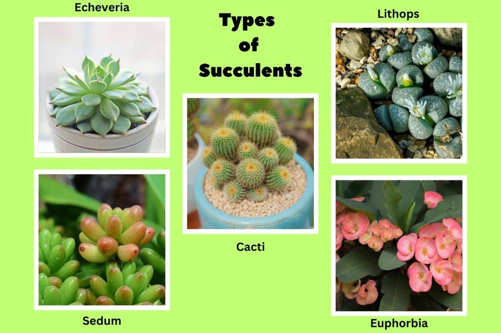 Types of Succulents 