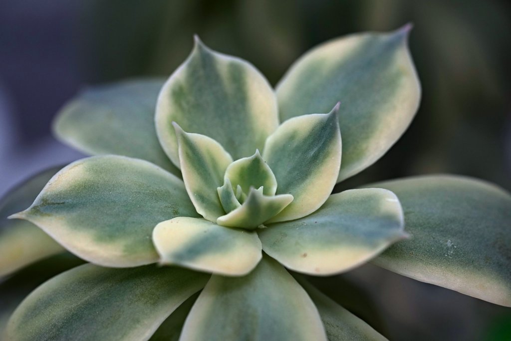 Variegated Echeveria
