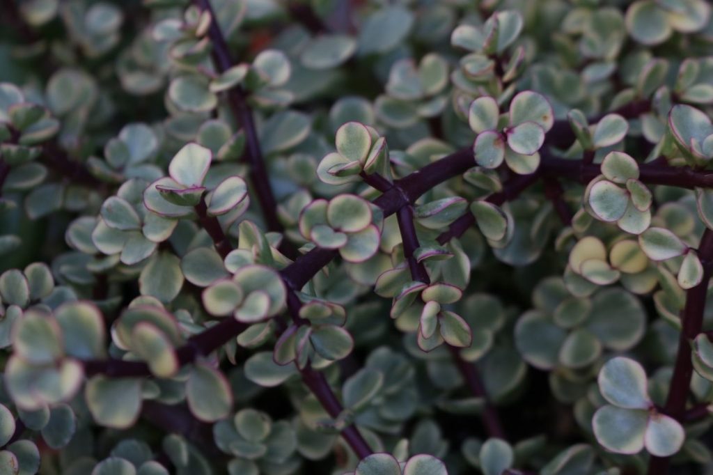 Variegated Elephant Bush