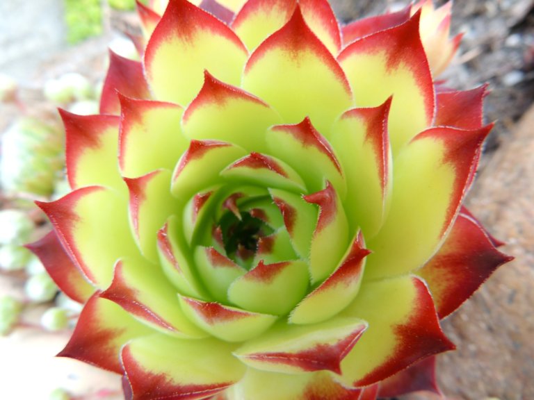 Variegated Sempervivum (Hens and Chicks)