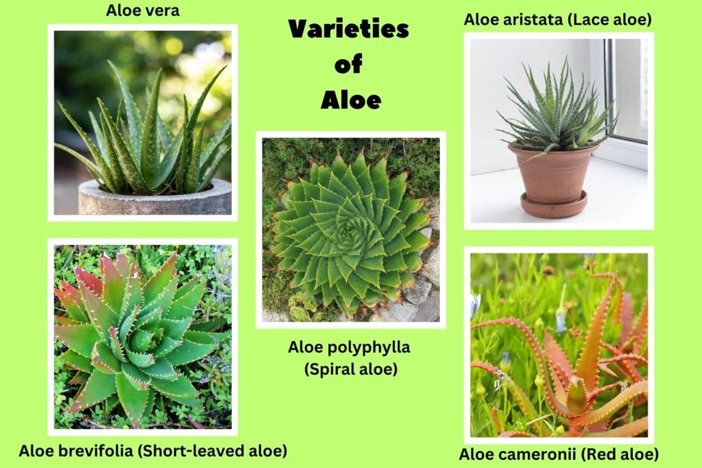 Varieties of Aloe