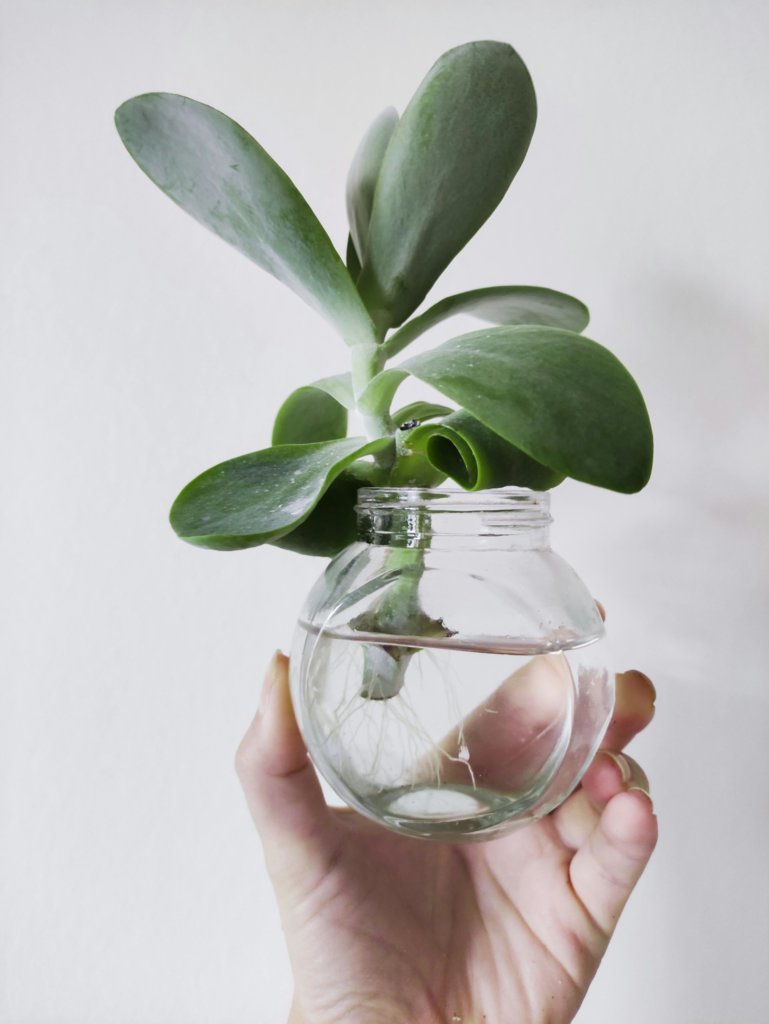 Water Propagation
