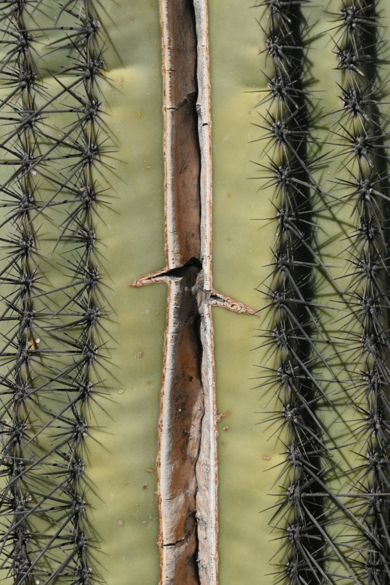 Why Your Cactus Is Splitting Open