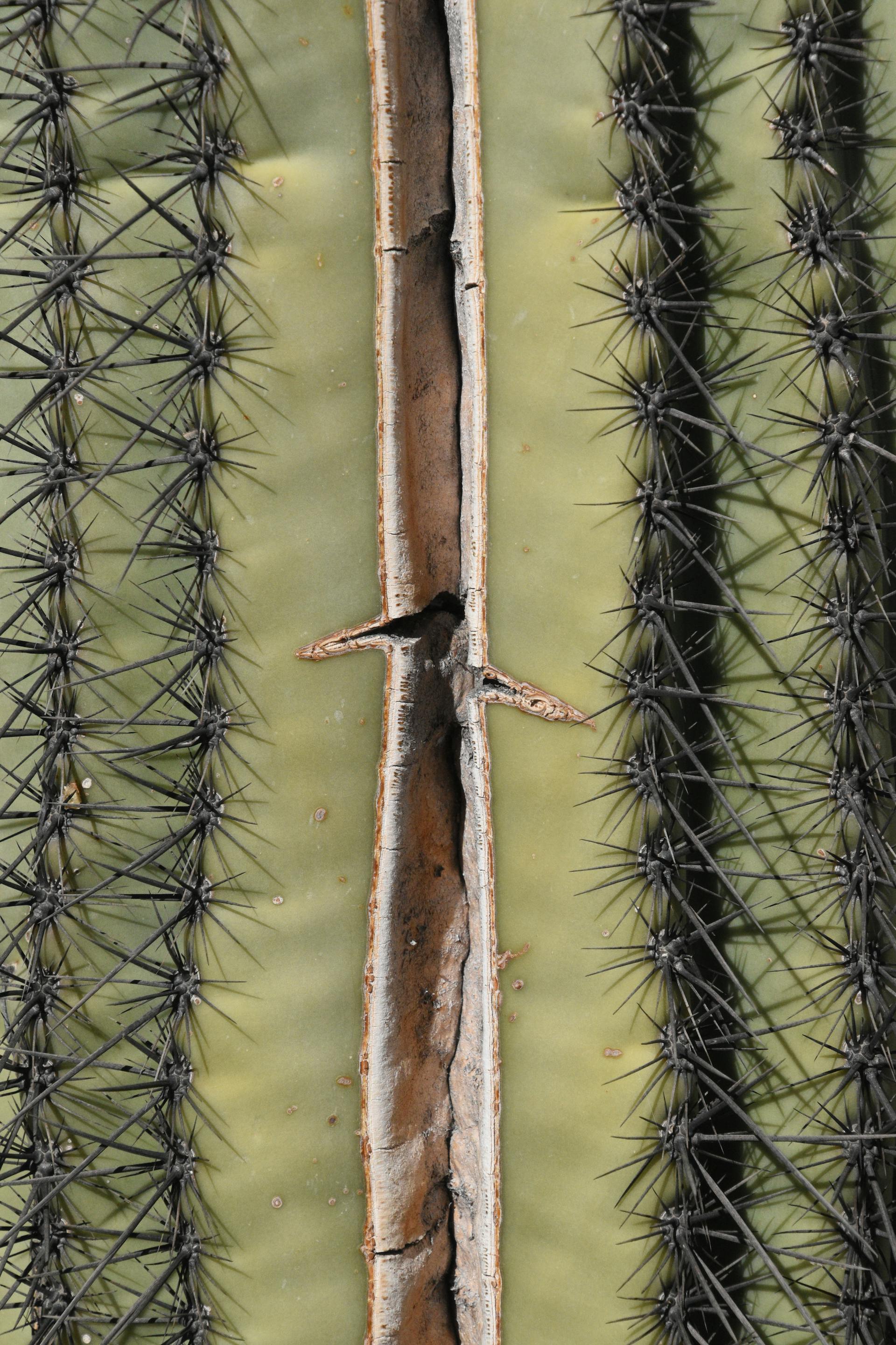 Why Your Cactus Is Splitting Open