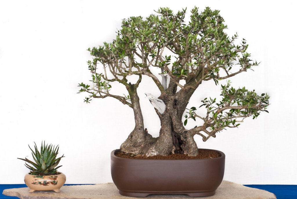Olea europaea sylvestris bonsai