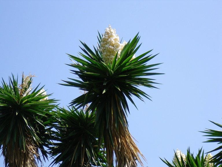 Yucca with white flower