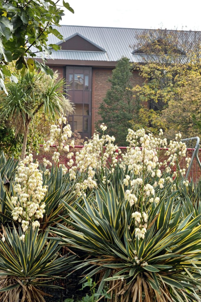 Yucca filamentosa