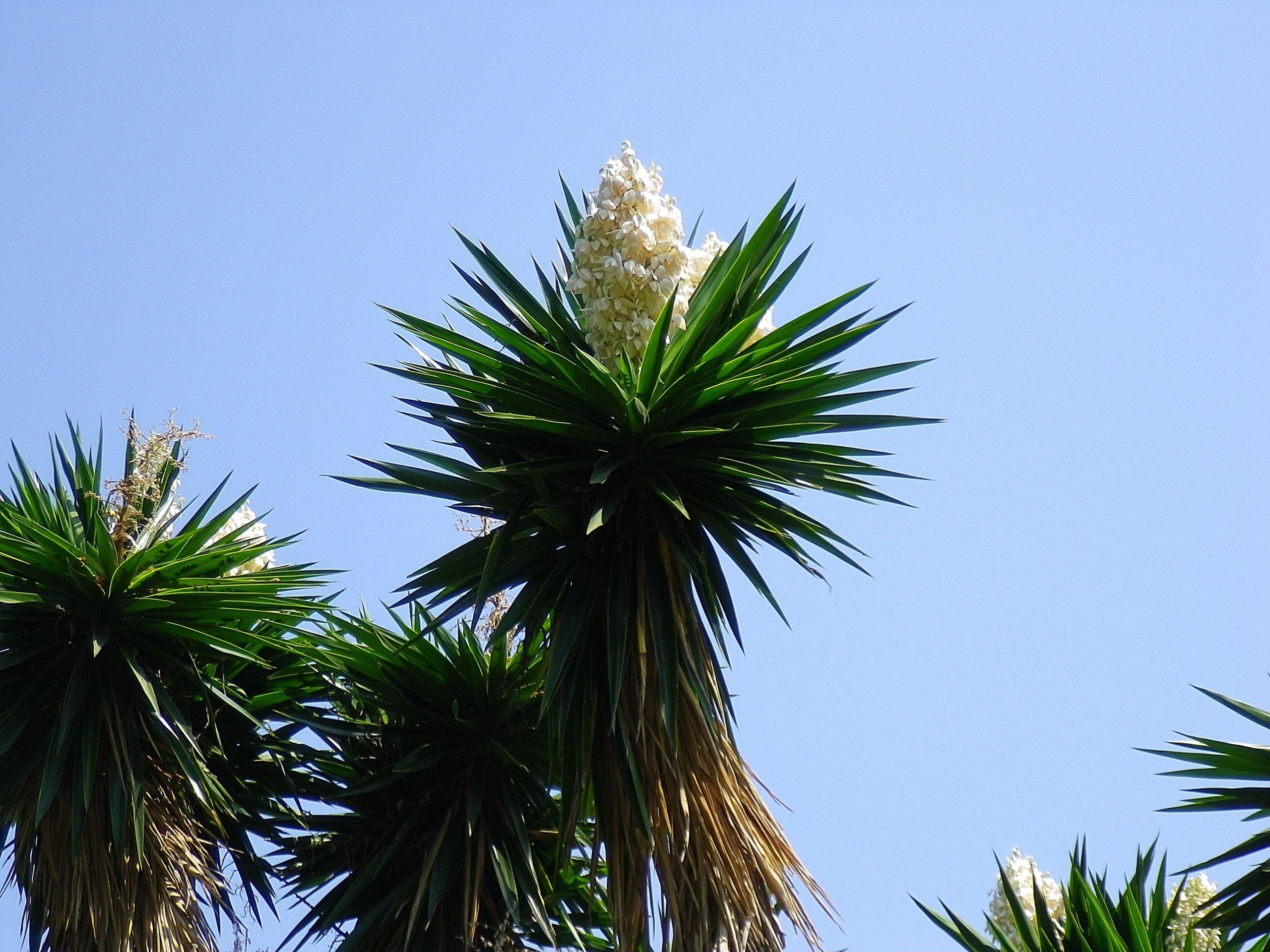 Yucca with white flower