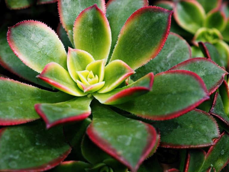 Aeonium Haworthii Kiwi