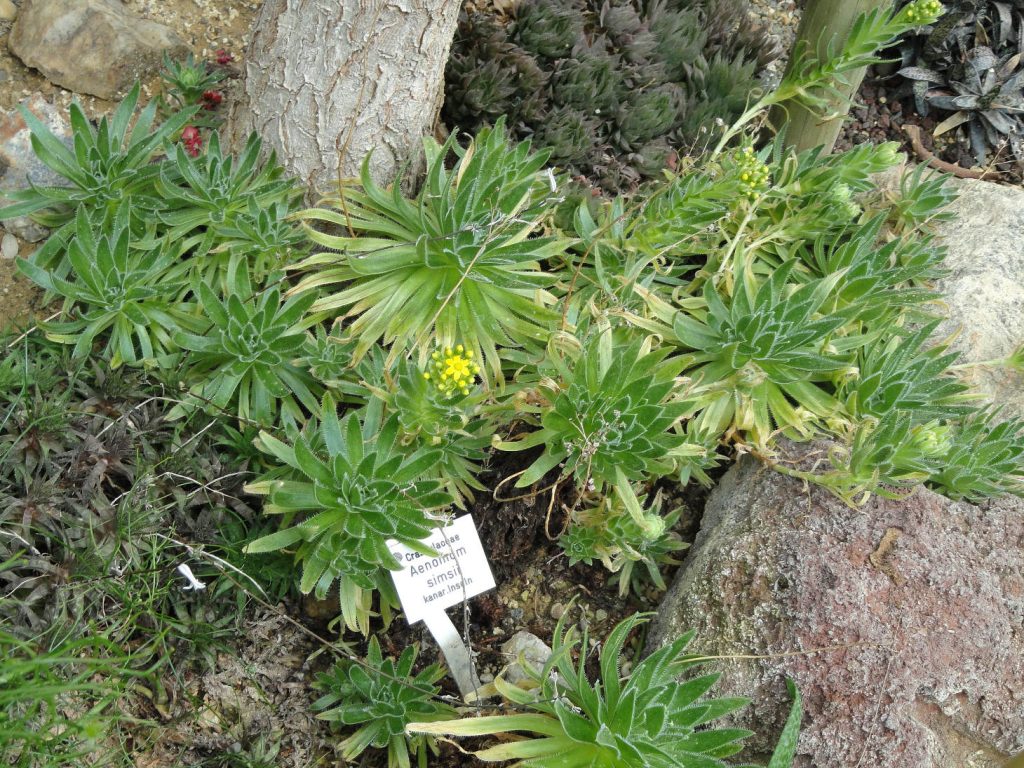 Aeonium Simsii