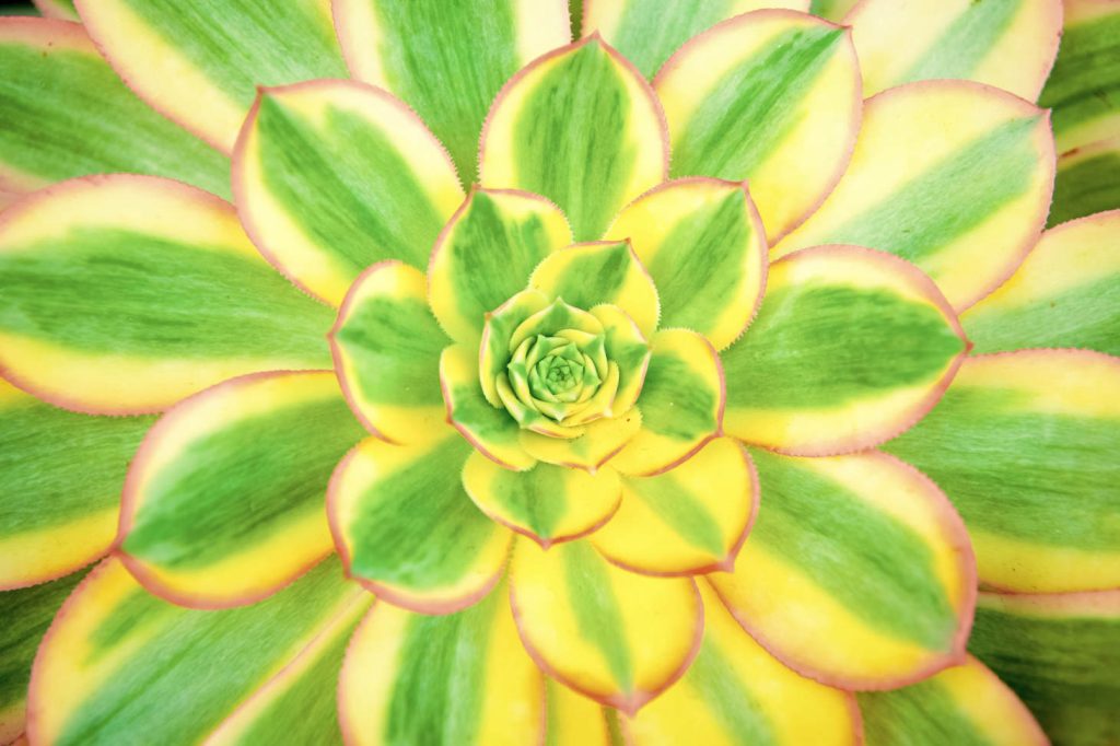 Aeonium Sunburst