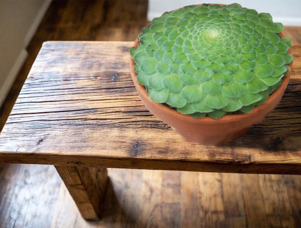 Aeonium Tabuliforme On Rustic Bench