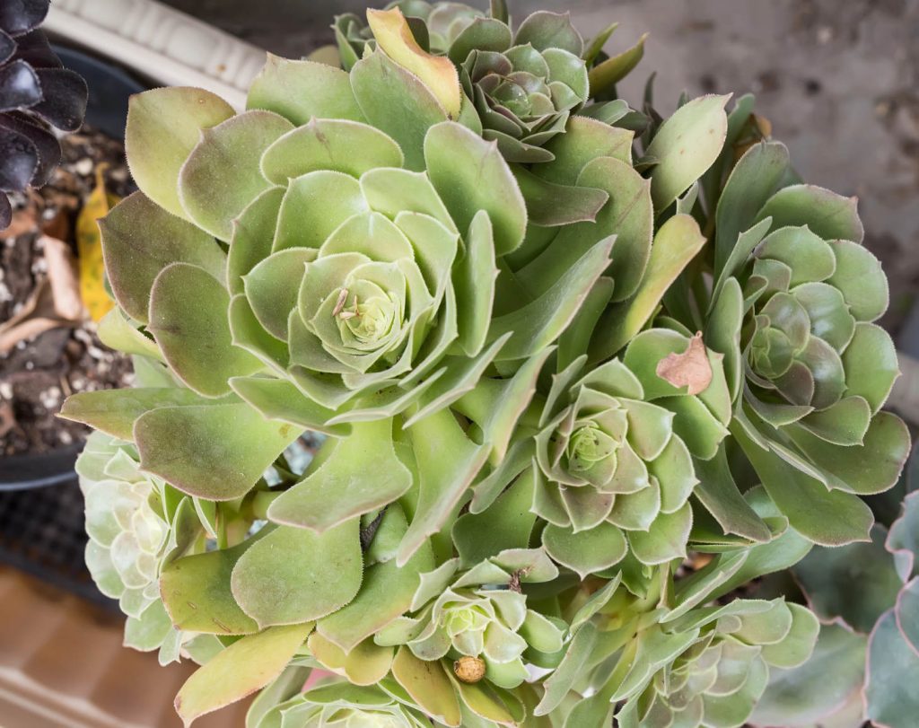 Aeonium Urbicum (Salad Bowl Plant)