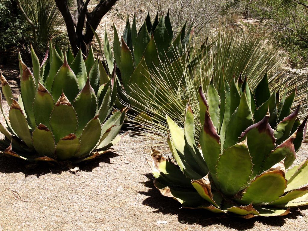 Agave Americana