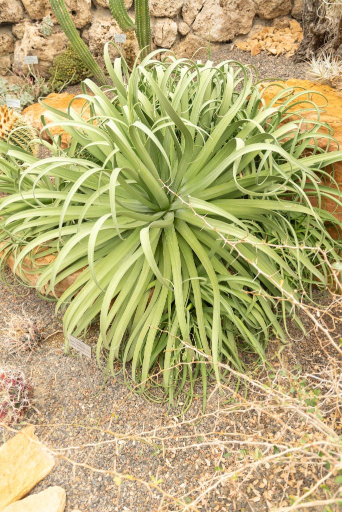 Agave Bracteosa