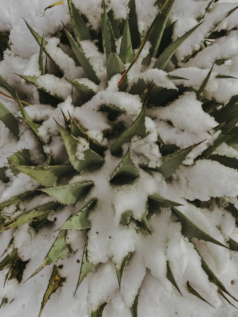 agave covered with snow
