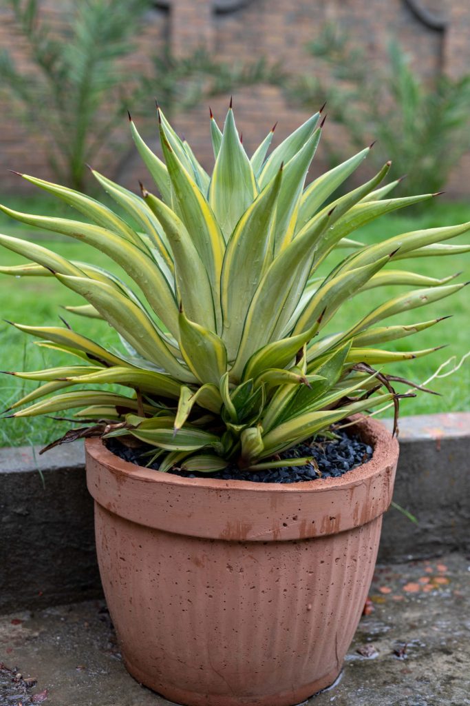 Agave Desmettiana In Pot