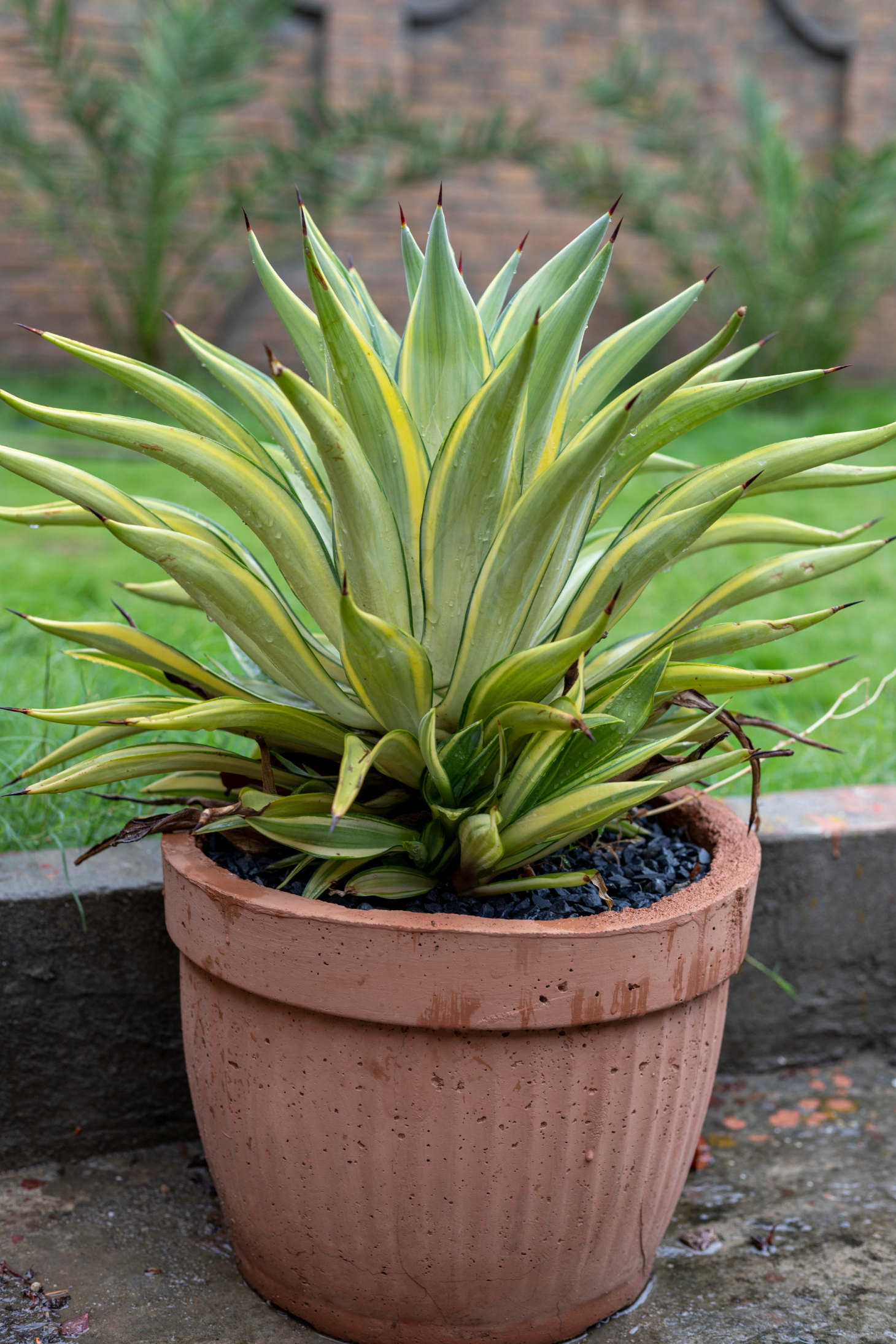 Agave Desmettiana In Pot