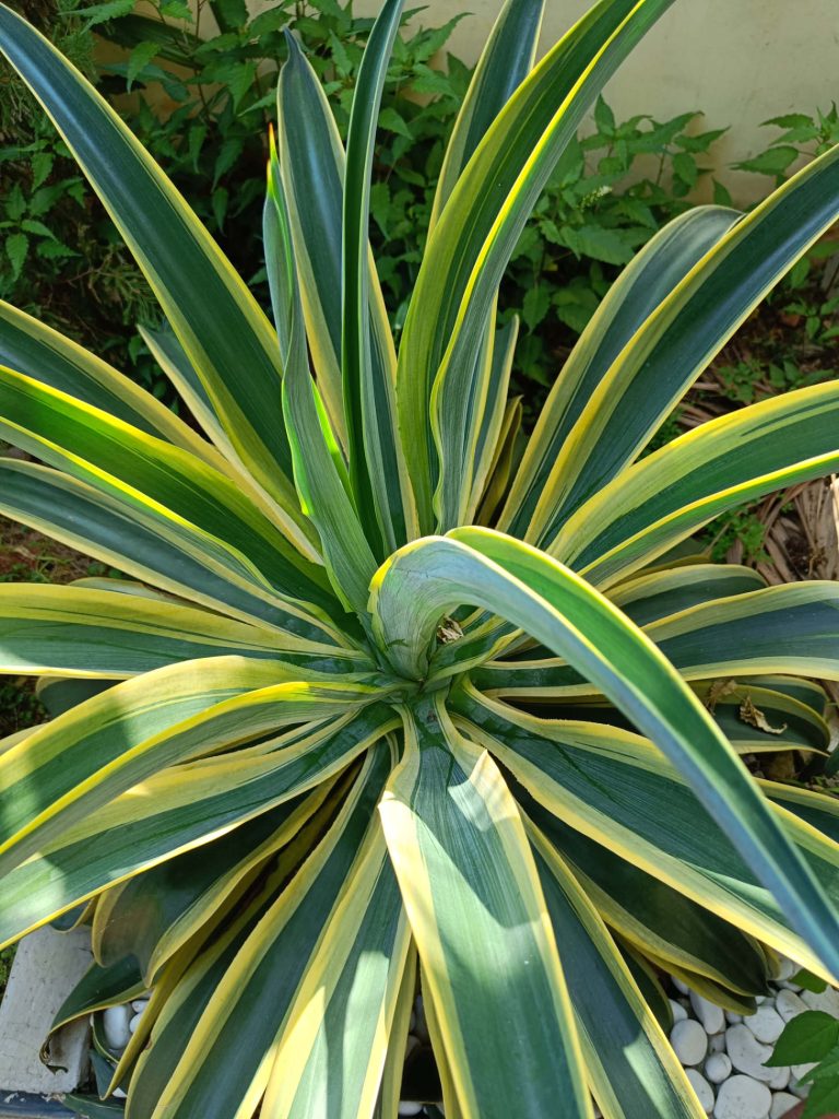 Agave Desmettiana Variegated Closeup