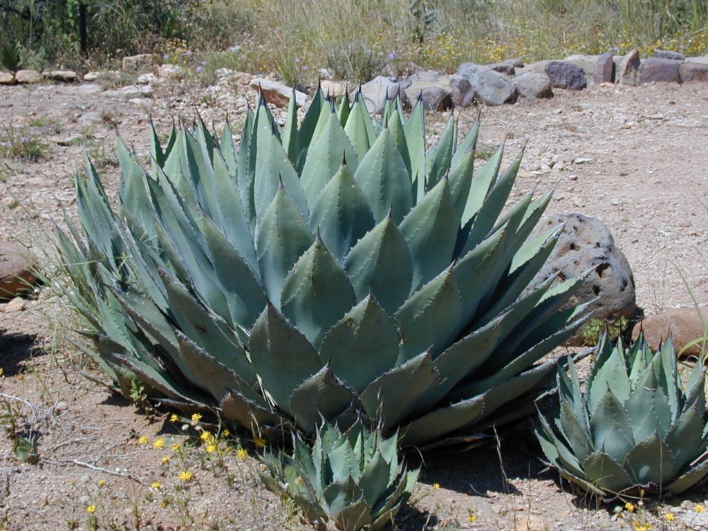 agave parryi (Parry Agave)