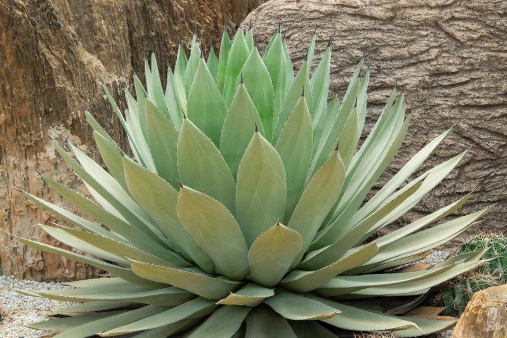 Agave Parryi (Parry Agave)