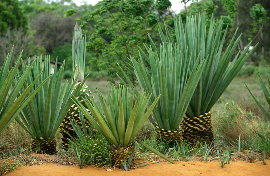 agave sisalana