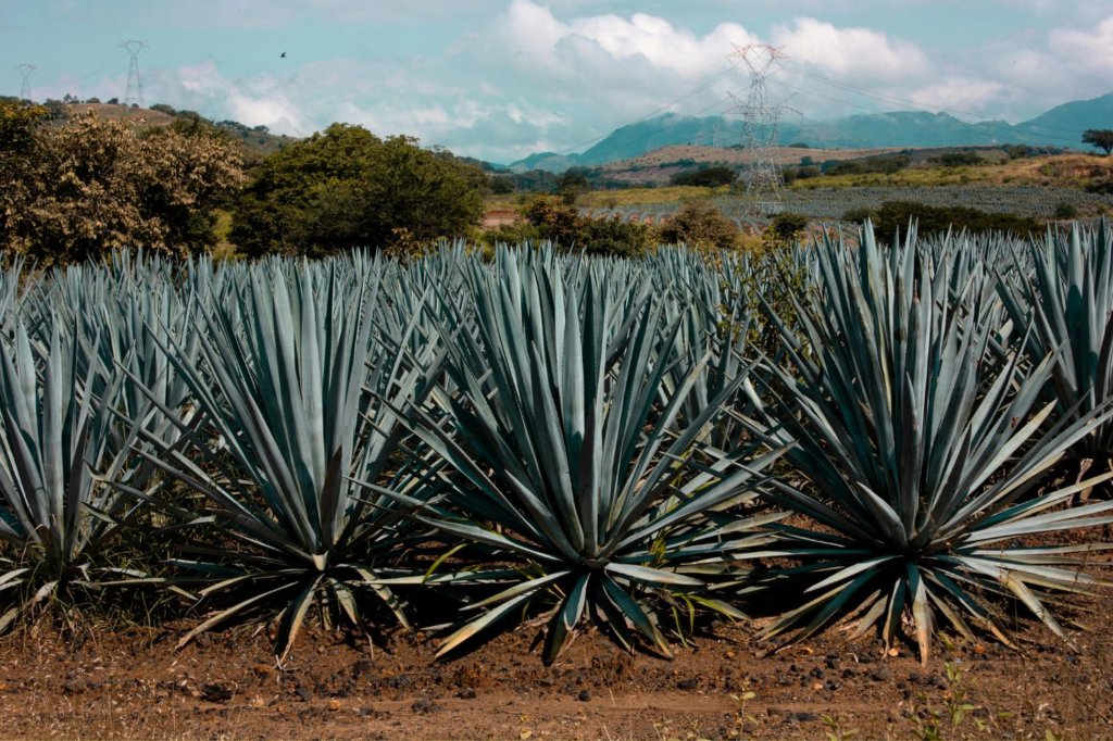 Agave Tequilana