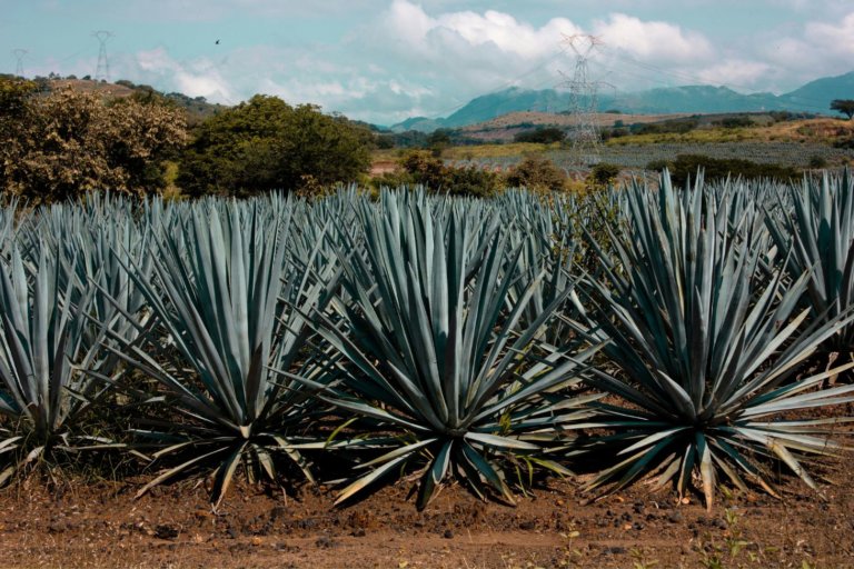Agave Tequilana