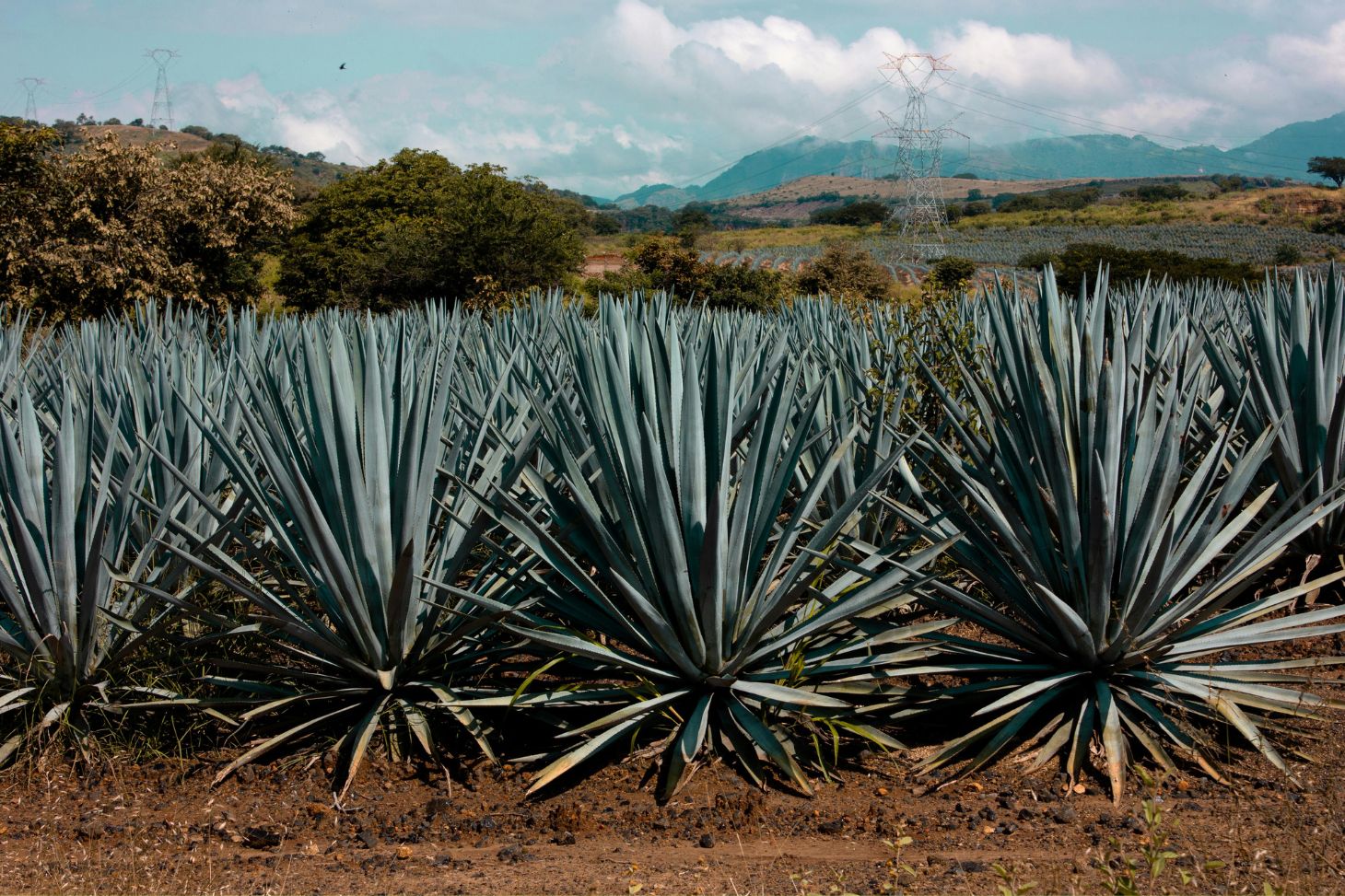 Agave Tequilana