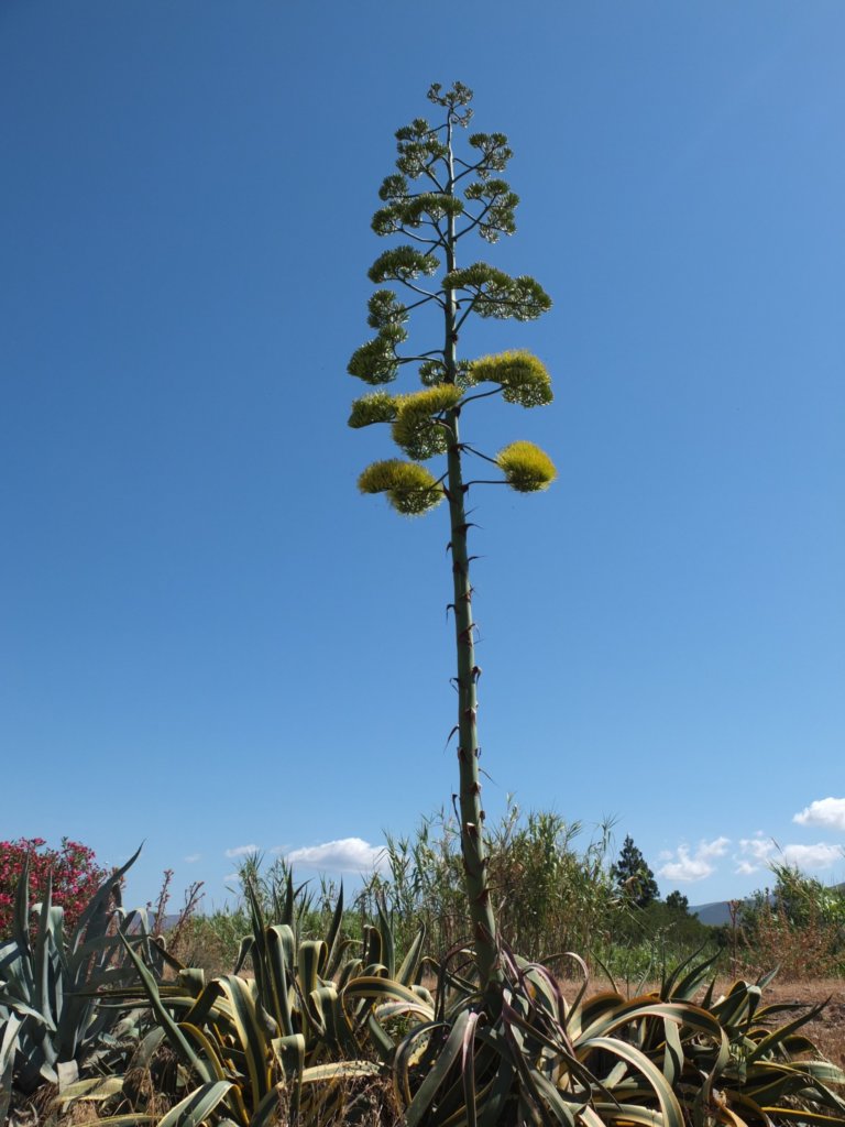 agave with flowers