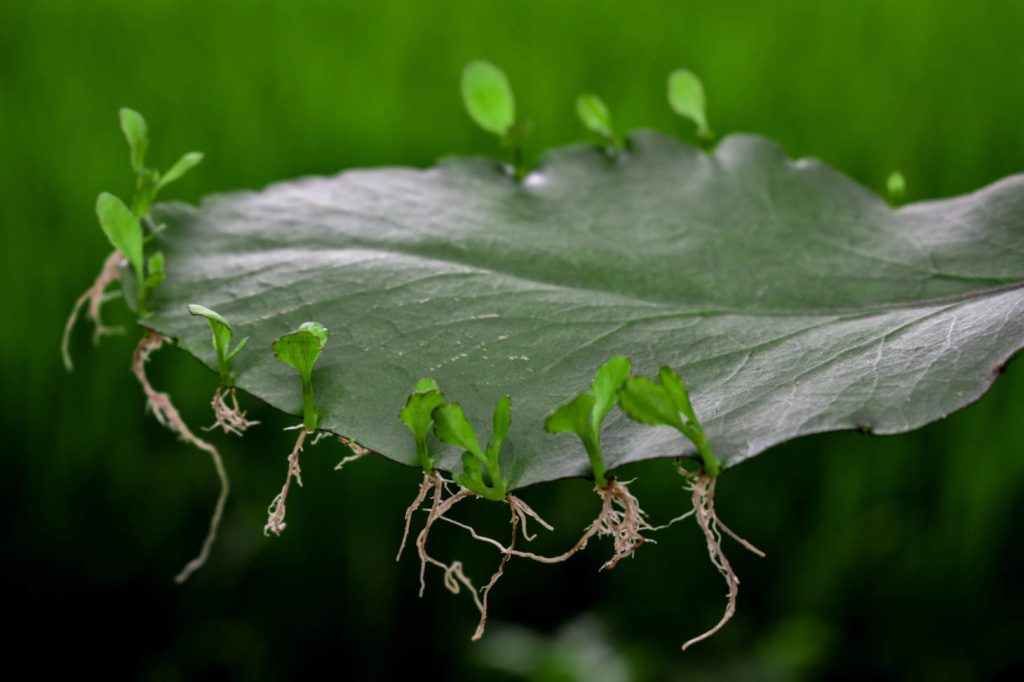 Air Plant Roots Kalanchoe Pinnata