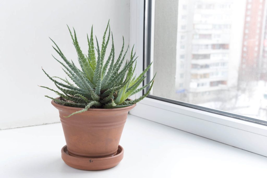 Aloe Aristata