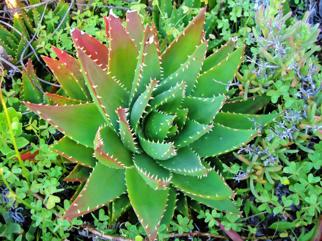 Aloe Brevifolia Outdoors