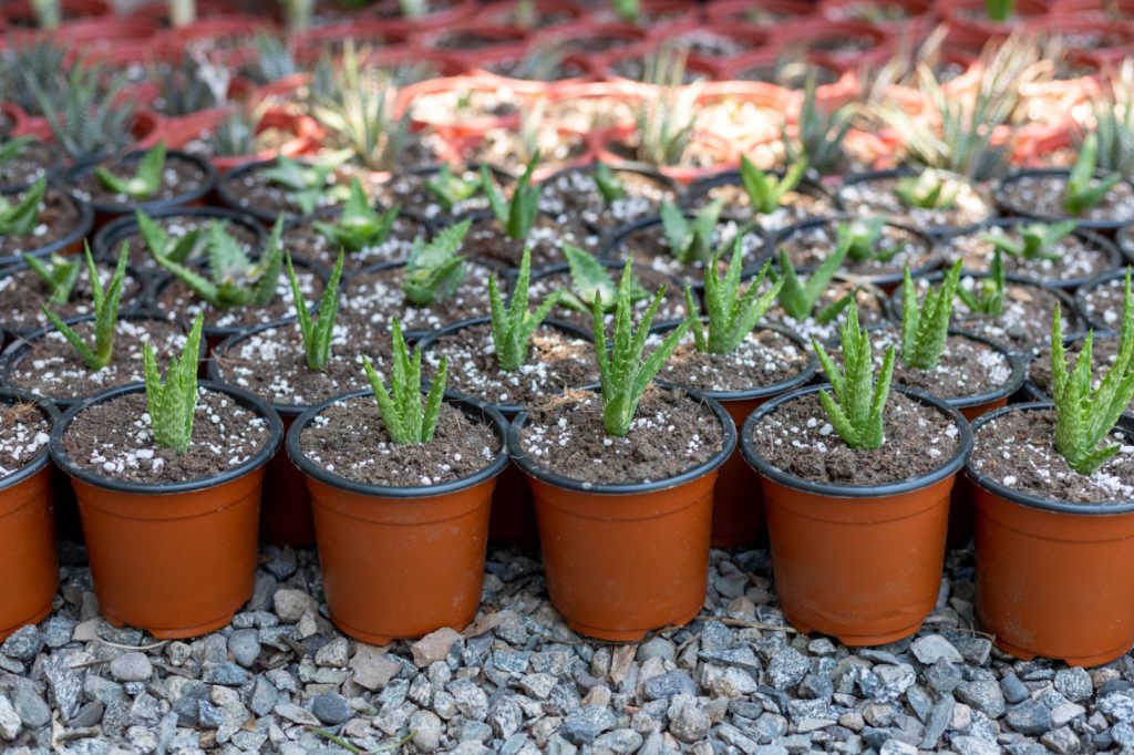 Aloe Propagation At Scale