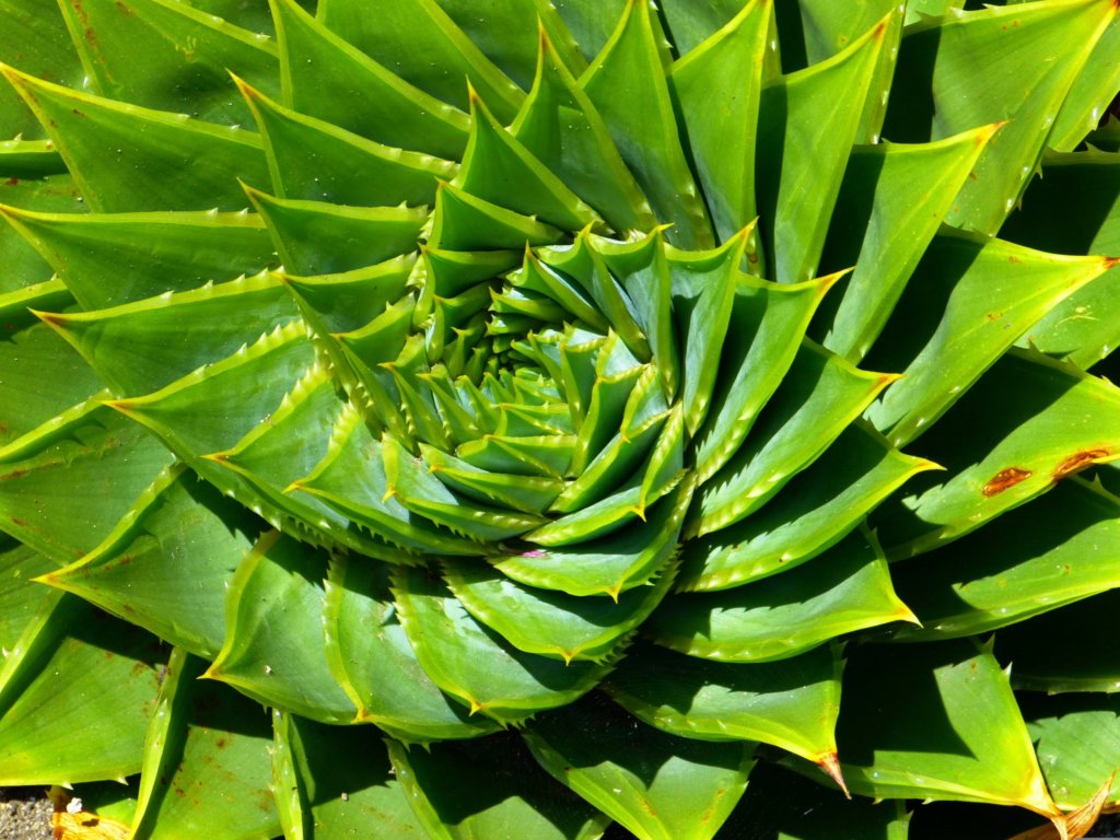 aloe spiral pattern