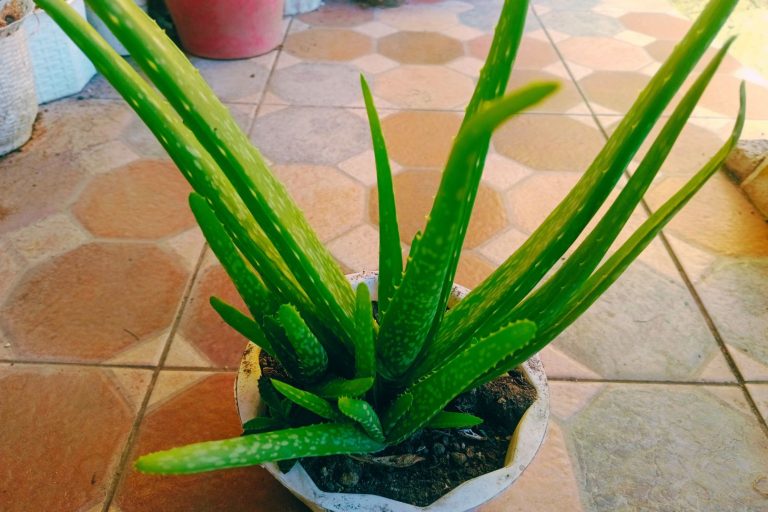 aloe succulent