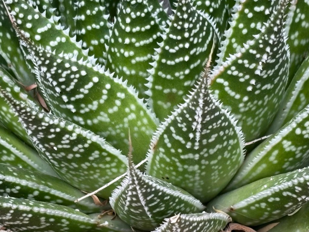 aloe variegata (tiger aloe)