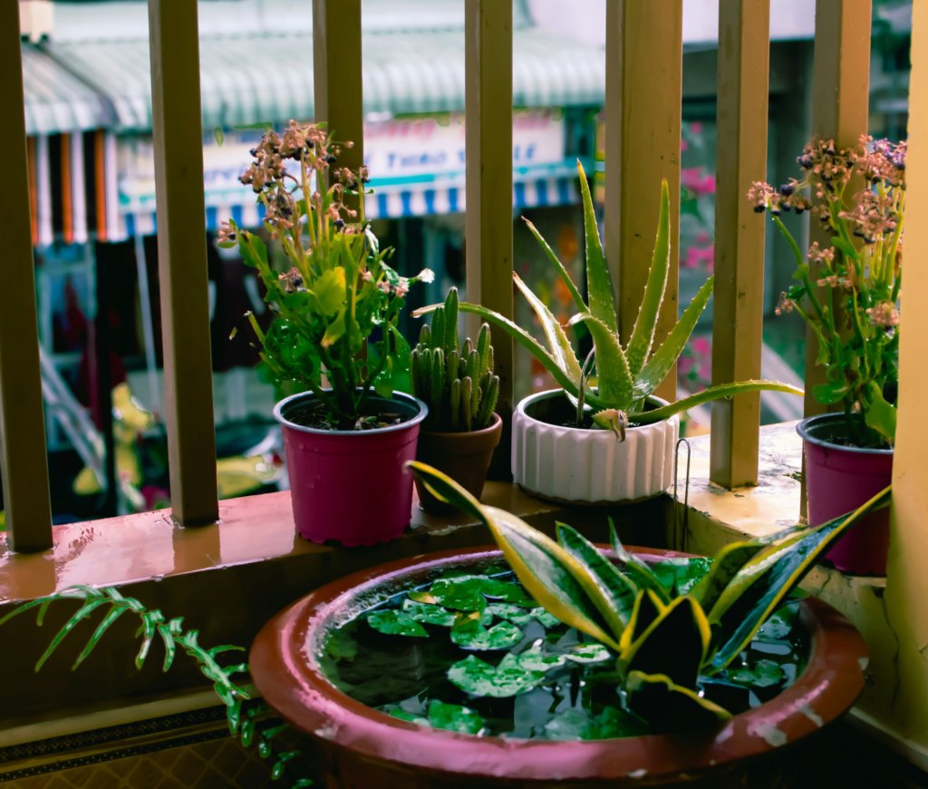 aloe vera and snake plant on a balcony