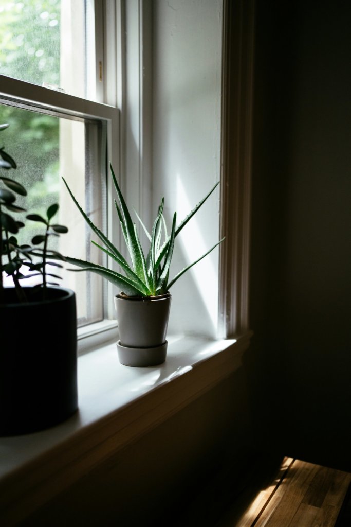 aloe vera near the window