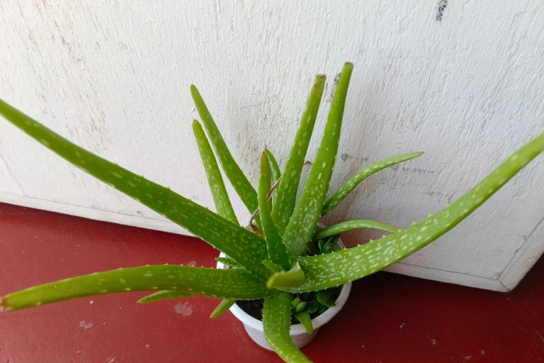 aloe vera plant