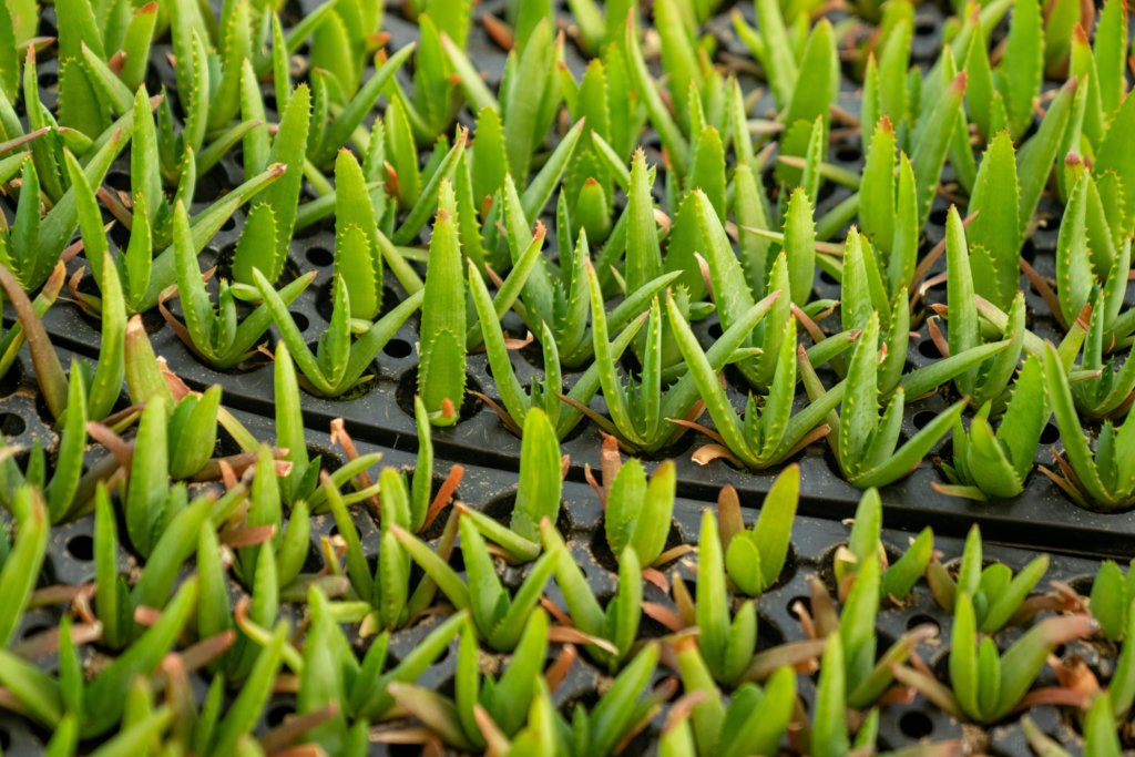 aloe vera propagation in trays